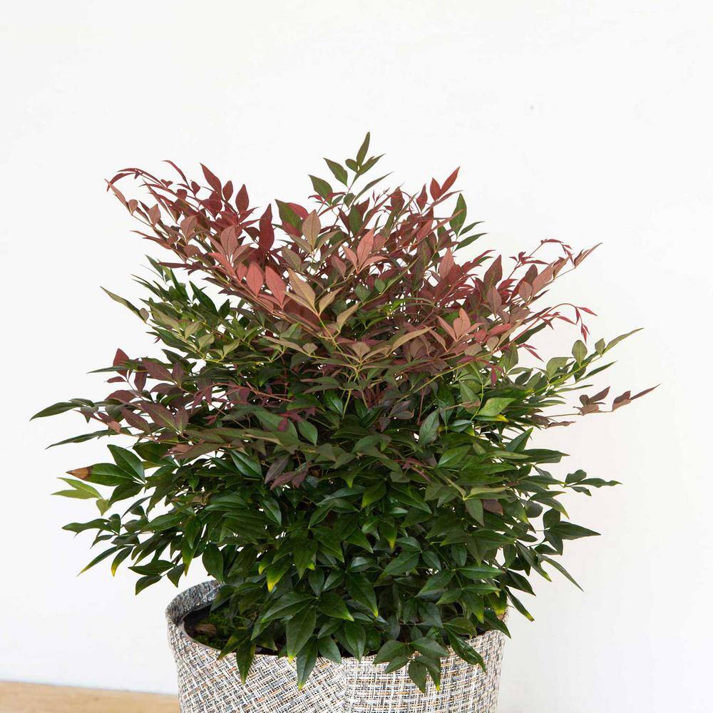 SOUTHERN LIVING 1.5 Gal. Obsession Nandina Live Evergreen Shrub Brilliant-Red New Foliage 43142