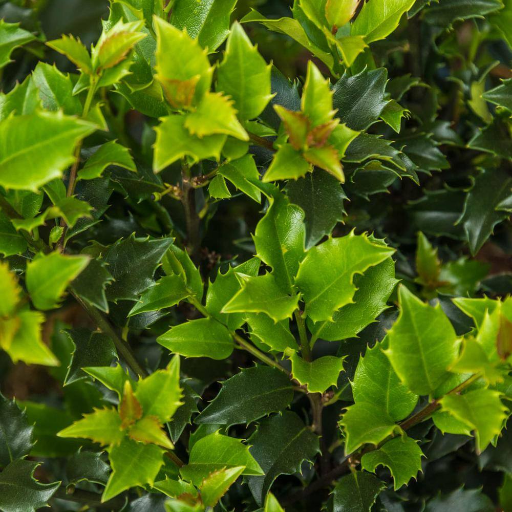 Spring Hill Nurseries 2.25 Gal. Pot Blue Prince Holly Bush Live Potted Broadleaf Evergreen Shrub (1-Pack) 92337