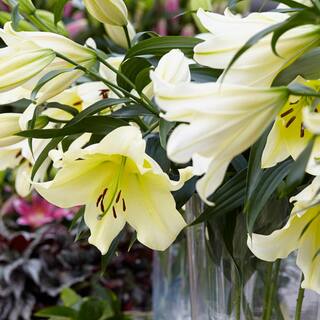 VAN ZYVERDEN Yellow and White Lily Big Brother Bulbs (7-Pack) 83477