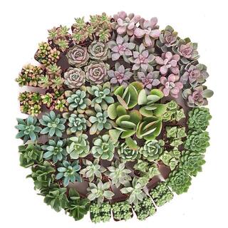 Shop Succulents 2 in. Premium Pastel Succulent (Collection of 40) P40