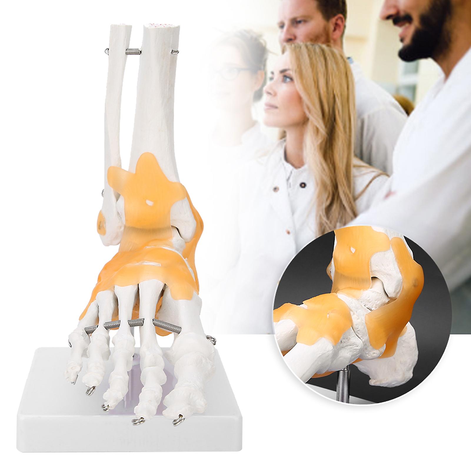 Adult Human Skeleton Ligament Foot Ankle Joint Anatomical Model