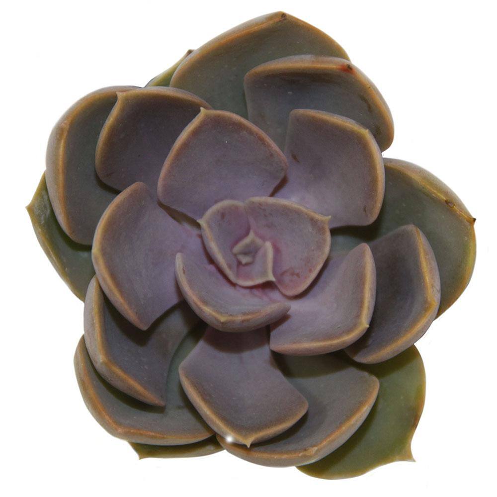 Costa Farms Small Assorted Echeveria Succulents in 2.5 in. Grower Pot， Avg. Shipping Height 3 in. Tall (4-Pack) 2SUCCECHGROW4PK