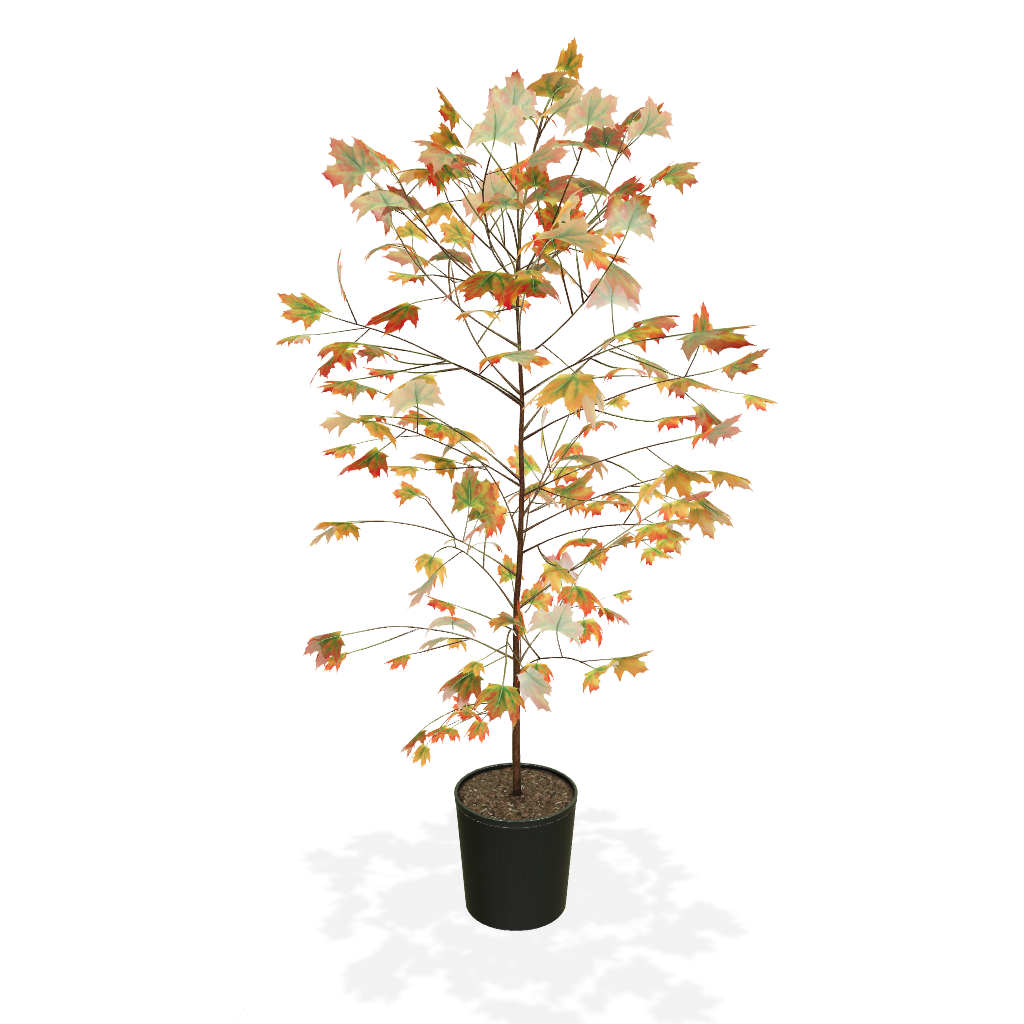 Autumn Blaze® Red Maple Tree