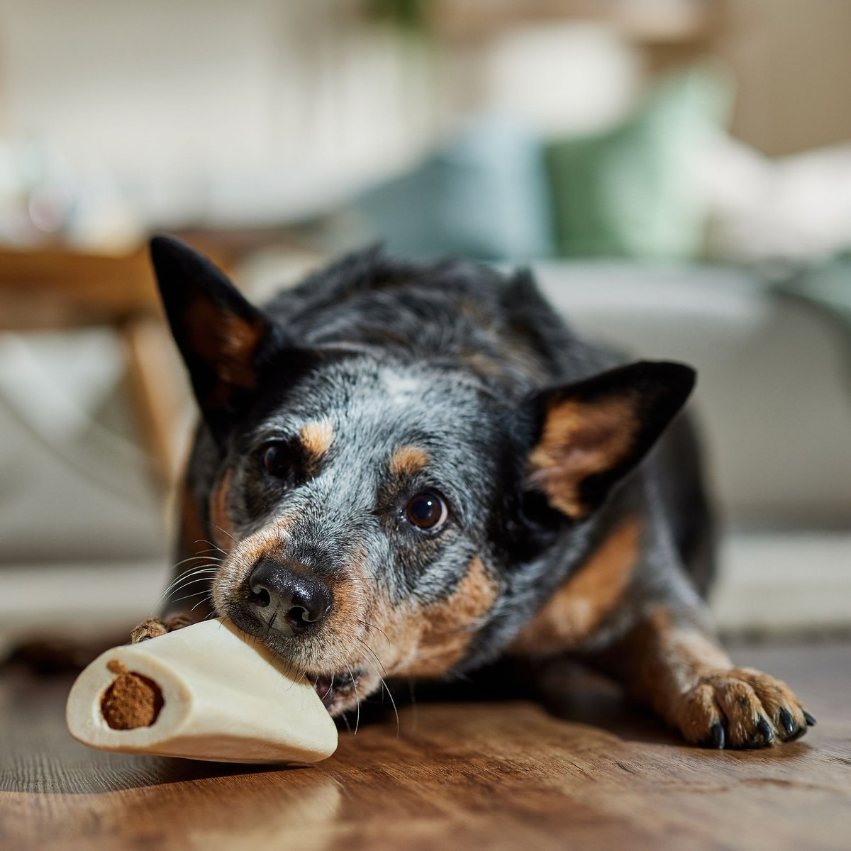 Bones and Chews Made in USA Cheese and Bacon Flavored Filled Bone Dog Treats