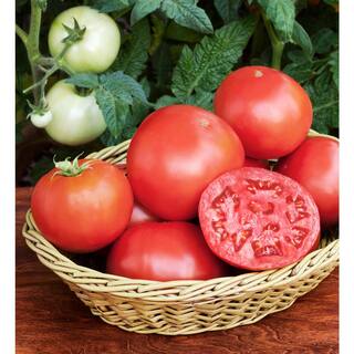 Bonnie Plants 19 oz. Goliath Tomato Bush Plant 1003800470