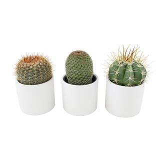 SMART PLANET 2.5 in. Assorted Cactus in White Matte Cylindrical Pot (3-Pack) 0872548