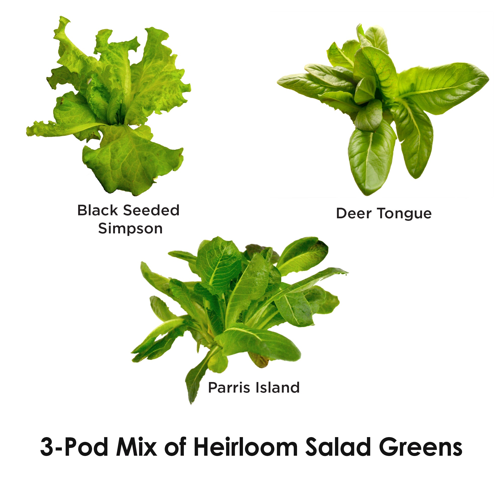 AeroGarden Heirloom Salad Greens Mix Seed Pod Kit， 3-Pod