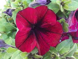 3 Wave Petunia， Red Velour 3.5