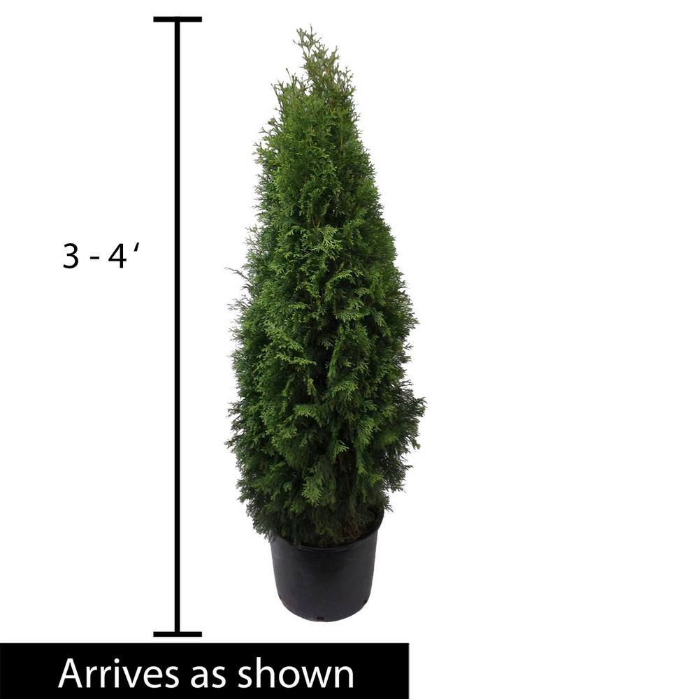 Spring Hill Nurseries Green Giant Arborvitae Potted Evergreen Shrub 3 to 4 feet tall (1-Pack) 96315