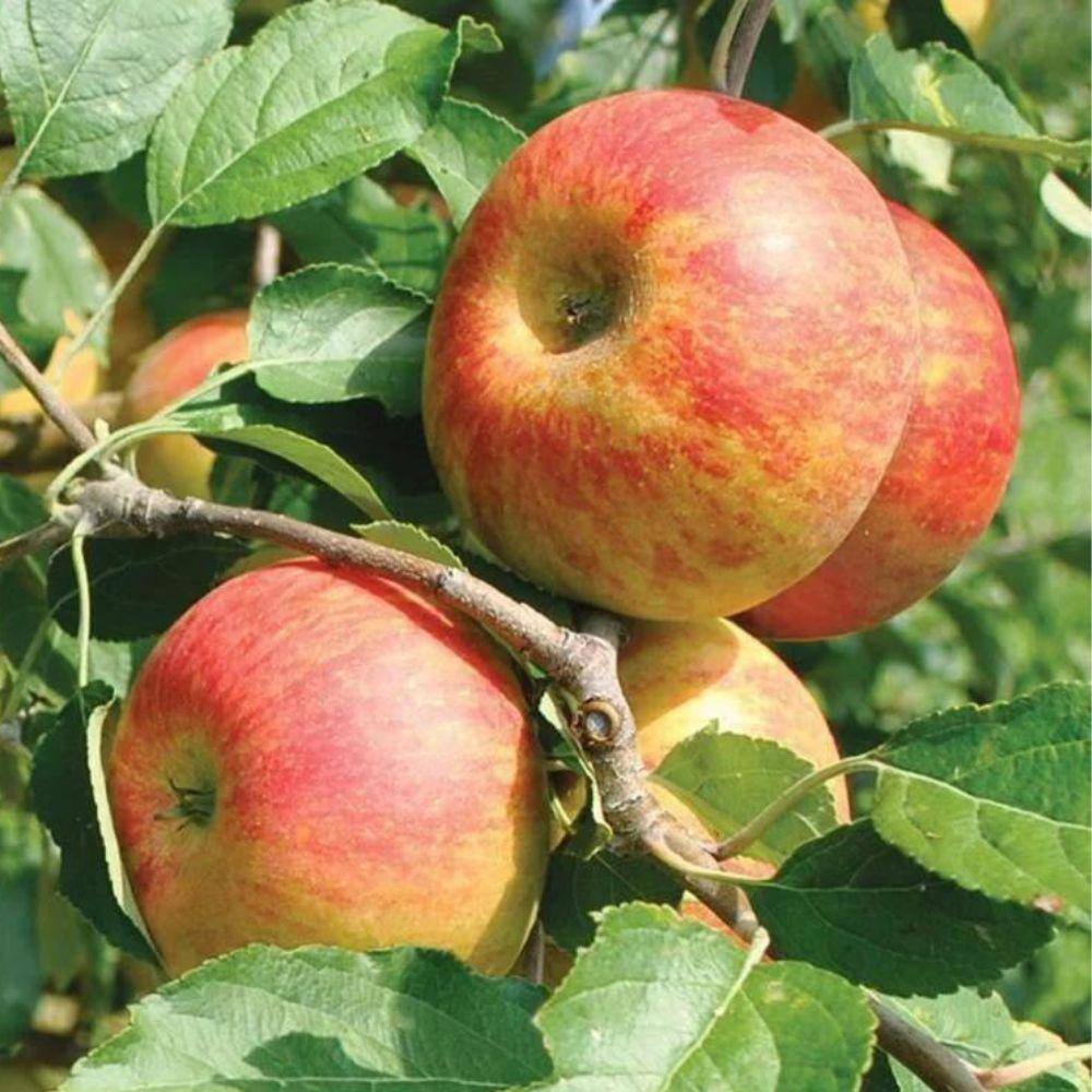 5 gal. Ben Davis Apple Tree APPDAV05G