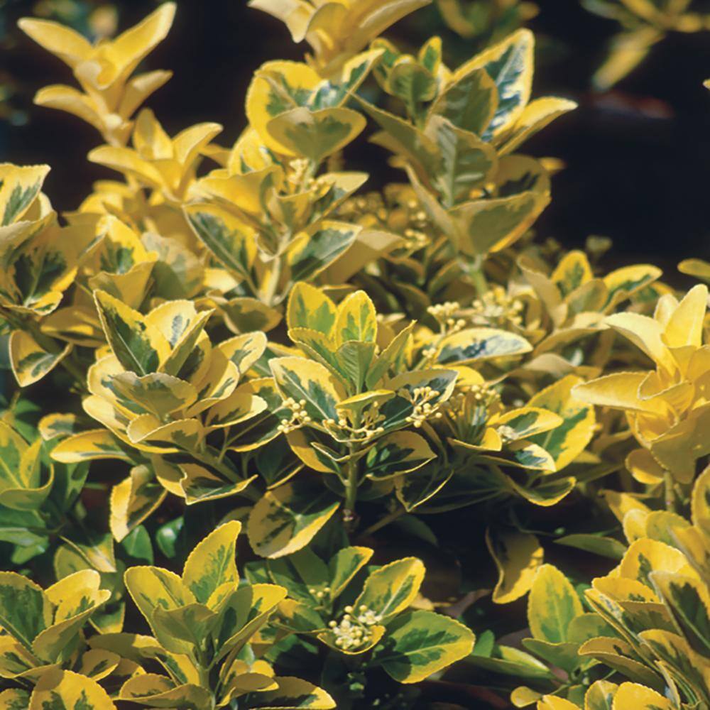 FLOWERWOOD 2.5 Qt. Aureomarginatus Japanese Euonymus Shrub 1675Q