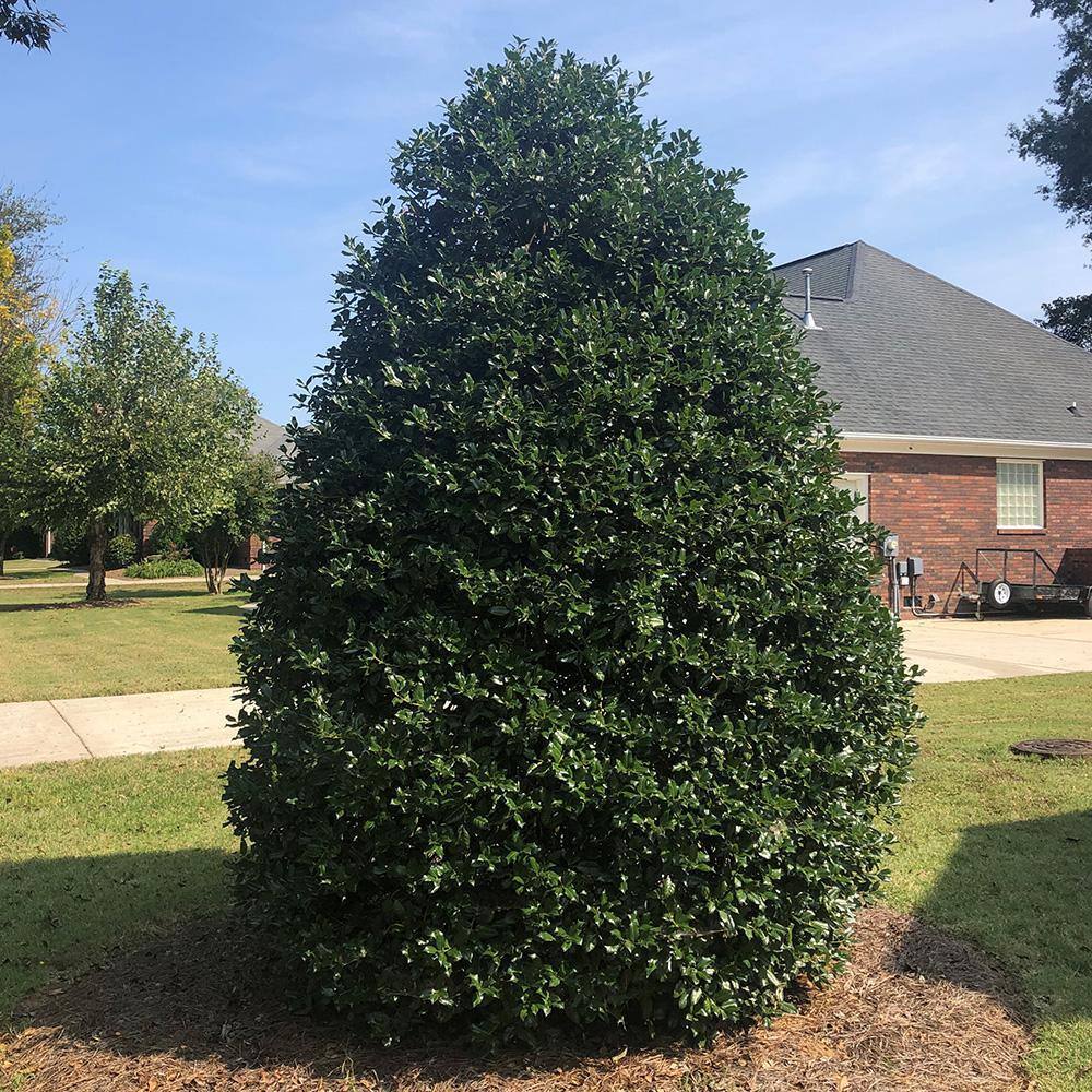 7 Gal. Nellie R. Stevens Holly Shrub with Dark Green Foliage 15820