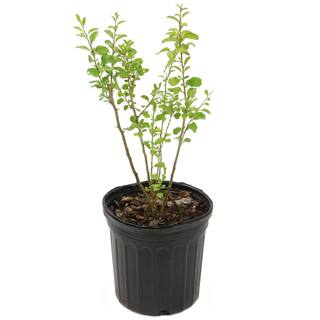national PLANT NETWORK 3 gal. Goji Berry HD1842
