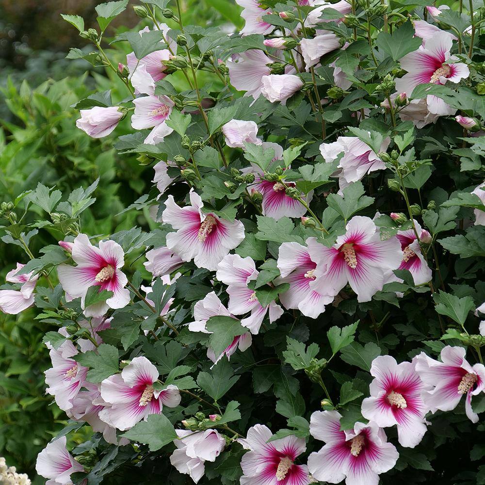 PROVEN WINNERS 2 Gal. Paraplu Pink Ink Rose of Sharon (Hibiscus) Shrub with White and Pink Flowers 16612