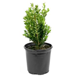 national PLANT NETWORK 2.5 qt. Boxwood Wintergreen Shrub HD1073