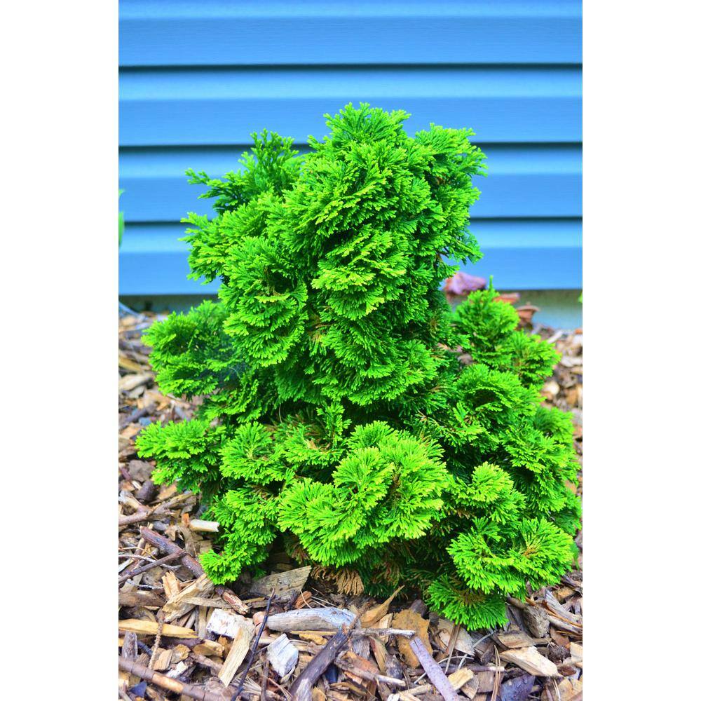 Online Orchards 1 Gal. Dwarf Hinoki Cypress Shrub with Deep Green Coniferous Evergreen Foliage EGTC004