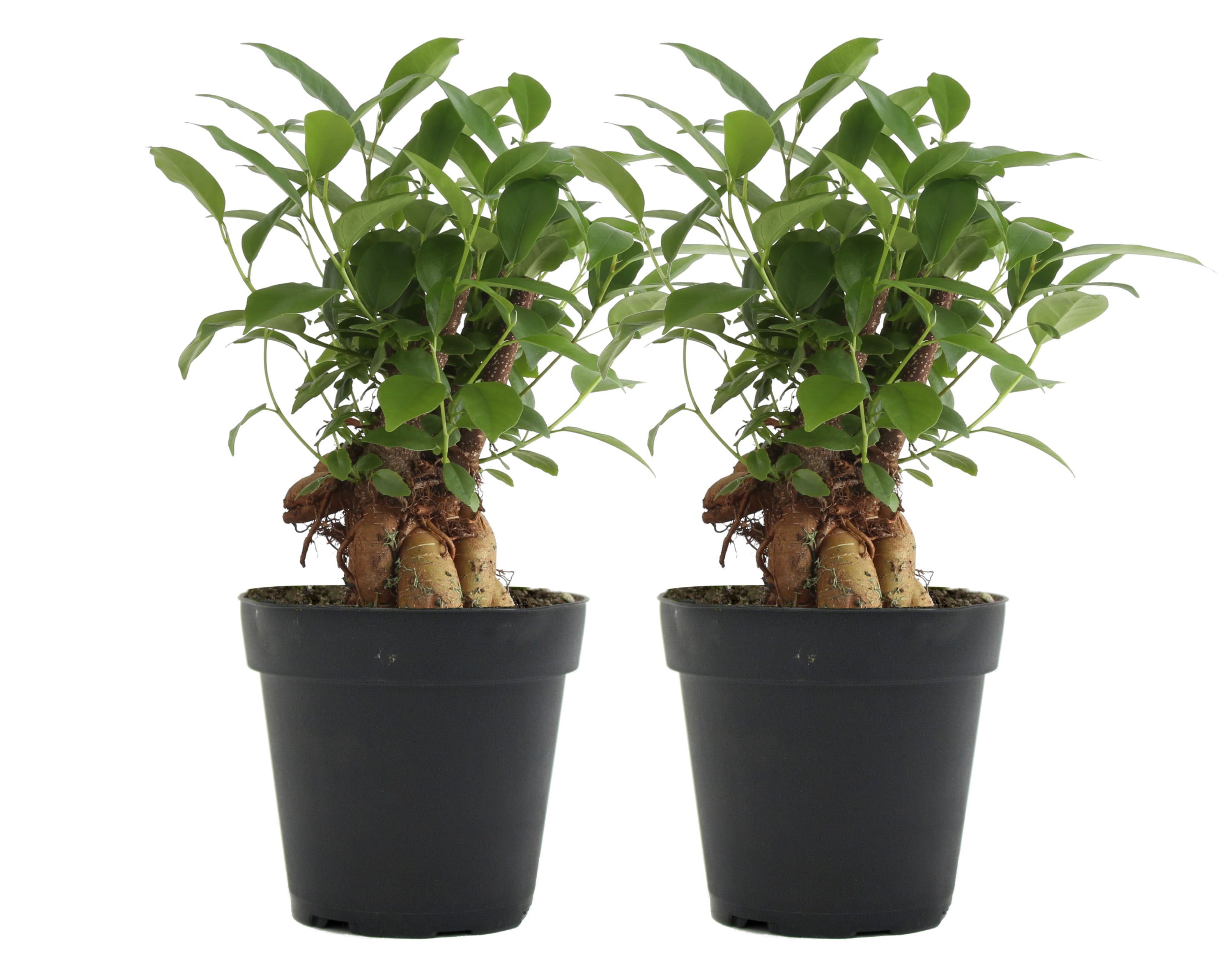 Costa Farms  Live Indoor 10in. Tall Green Bonsai; Bright， Indirect Sunlight Plant in 4in. Grower Pot， 2-Pack