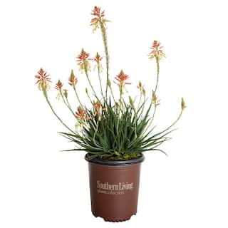 SOUTHERN LIVING 1.5 Gal. Flowering Safari Sunrise Aloe with Orange-Pink Flowers 03062TSL