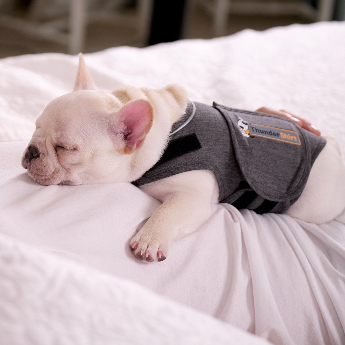 ThunderShirt Sport for Dogs Anxiety Vest andndash; Pet Empire and Supplies