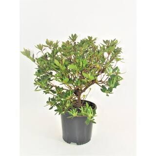 BELL NURSERY 1 Gal. Renee Michelle Azalea Live Evergreen Shrub Deep Pink Ruffled Flowers (3-Pack) AZLEA1RME3PK