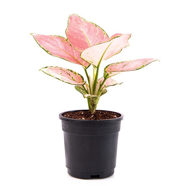 Aglaonema dud anyamanee, Aglaonema anyamanee (Green, Pink) - Plant