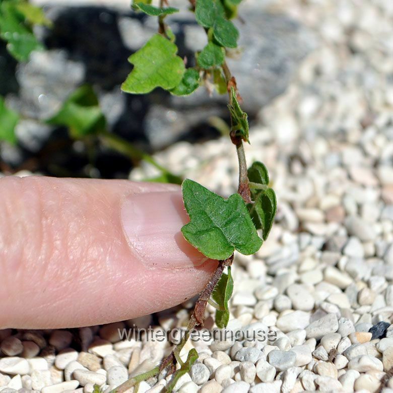 Ficus Pumila， Quercifolia Minima， Tiny Oak Leaf Creeping Fig - Pot Size: 3