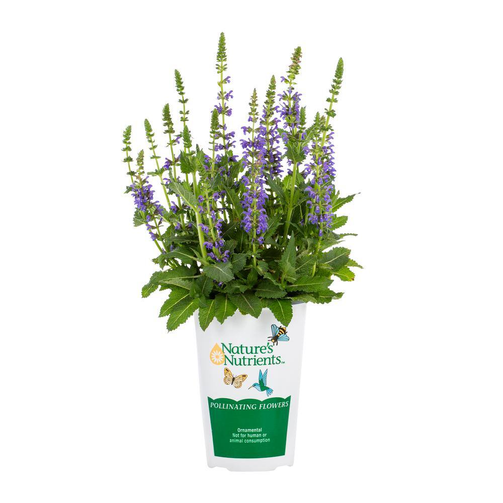 METROLINA GREENHOUSES 2.5 Qt. Sallyrosa April Night Violet Salvia Sage Plant 70111