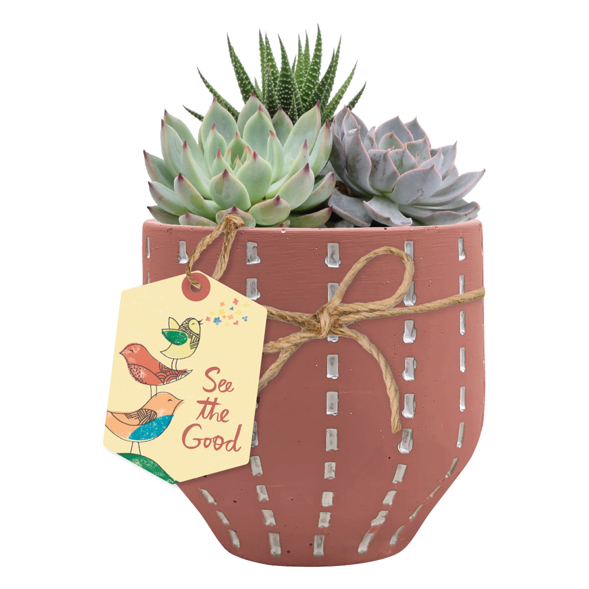 Hallmark Flowers Live Succulent in 5