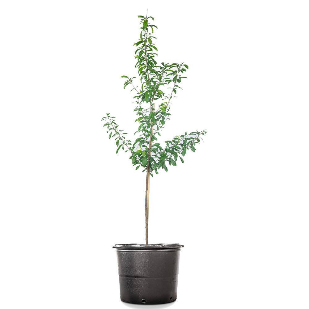 Perfect Plants 4-5 ft. Tall Bruce Plum Tree in 5 Gal. Grower's Pot Fruit Matures Mid Summer THD00585