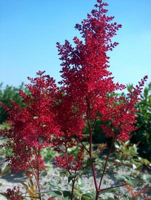 Classy Groundcovers - Astilbe x arendsii 'Fanal'  Astilbe japonica 'Fanal'， Astilbe x japonica 'Fanal' {10 Bare Root Plants}