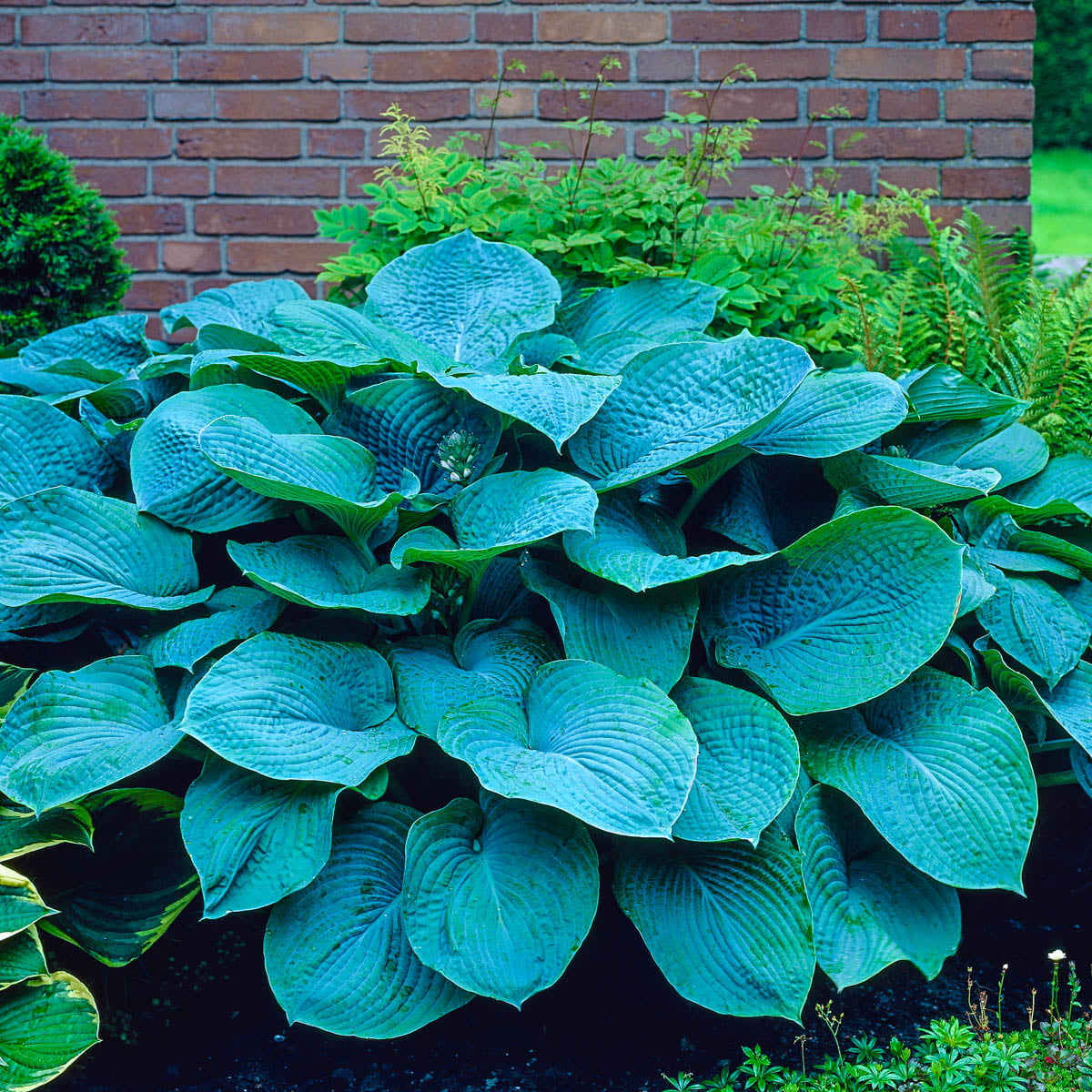 Colossal Blue Hosta Dormant Bare Root Shade Loving Perennial Plant， 1-Pack