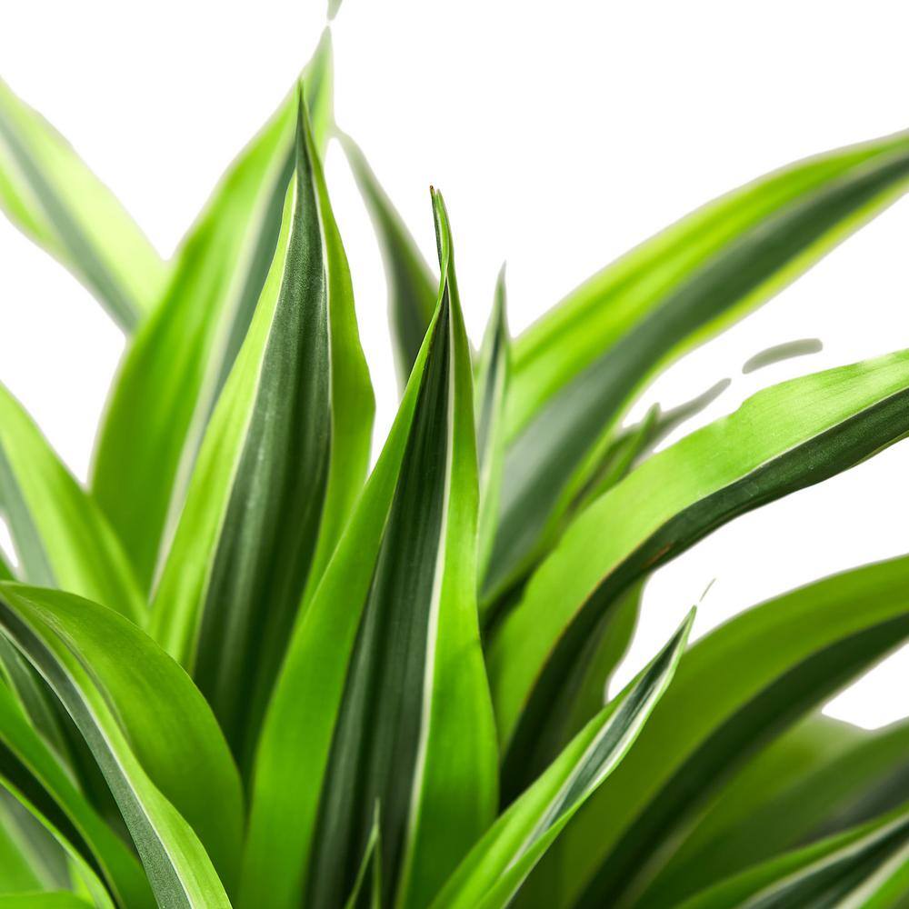 Lemon Surprise (Dracaena Deremensis) Plant in 6 in. Grower Pot 6_DRACAENA_LEMON.LIME