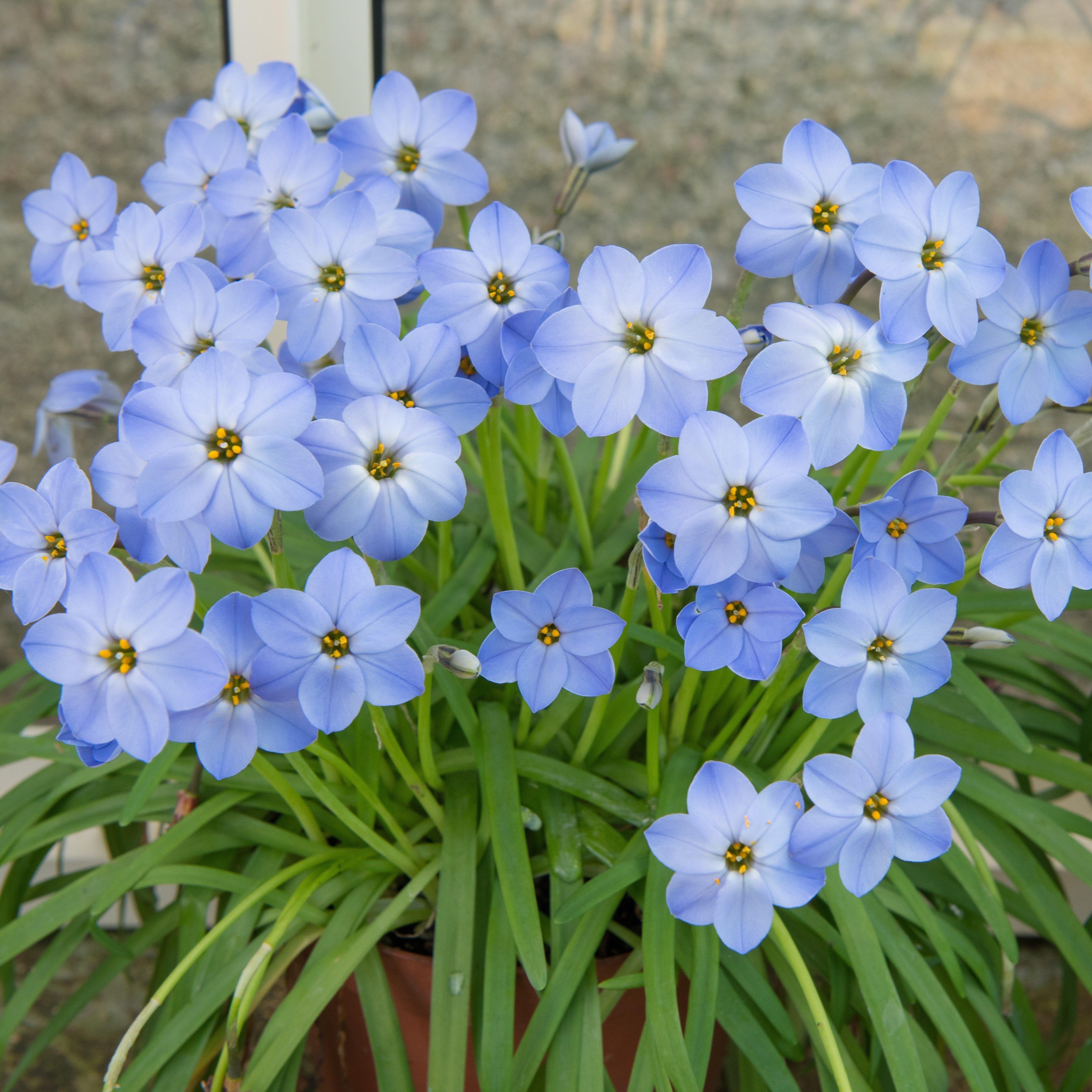 Starflower Rolf Fiedler (10 Bulbs) Blue