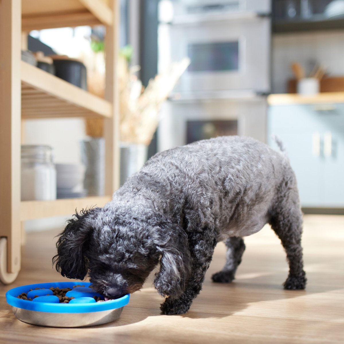 Frisco Silicone Stainless Paw Steel Slow Feeder Dog and Cat Bowl