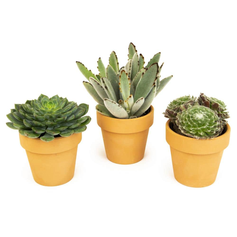 Altman Plants 2.5 in. Assorted Succulent 3-Pack in Terra Cotta Clay Pot 0872531