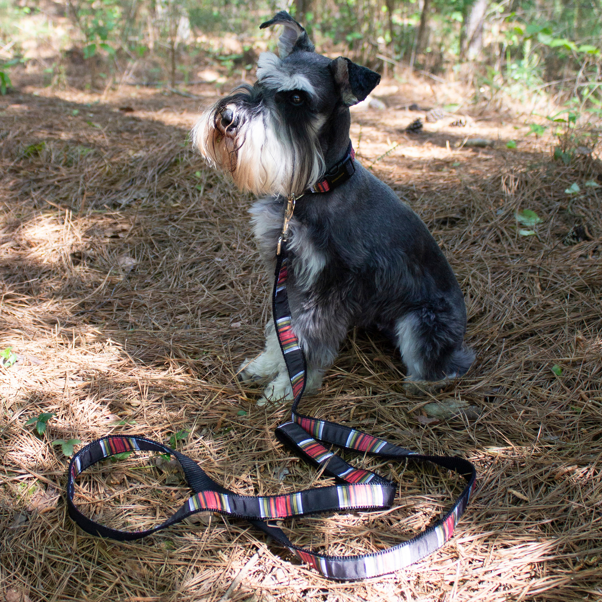 Pendleton Park Collar | Acadia