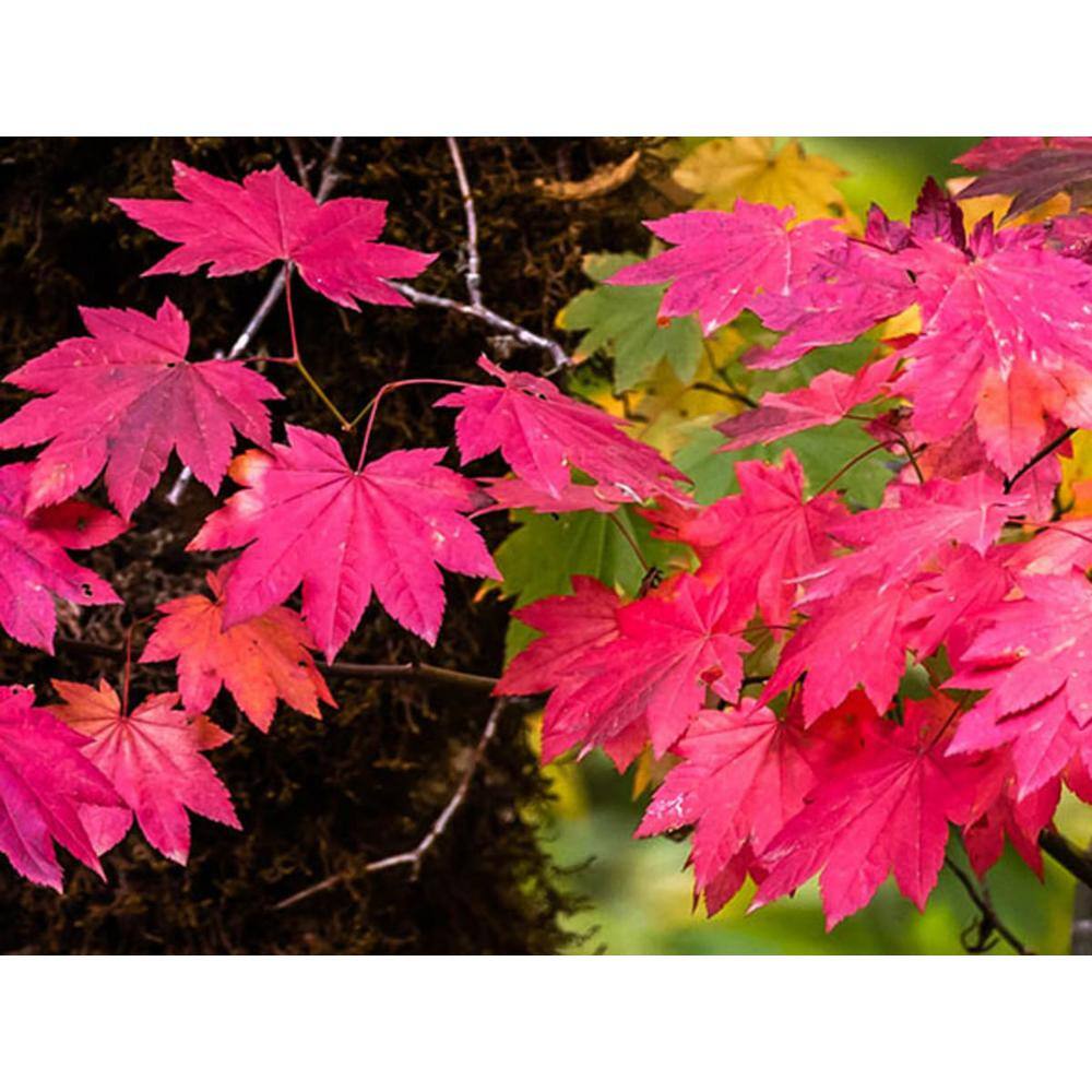 Online Orchards 1 Gal. Pacific Vine Maple Tree - Shade Loving Compact Form with Intricate Branching Patterns (2-Pack) SBAC001