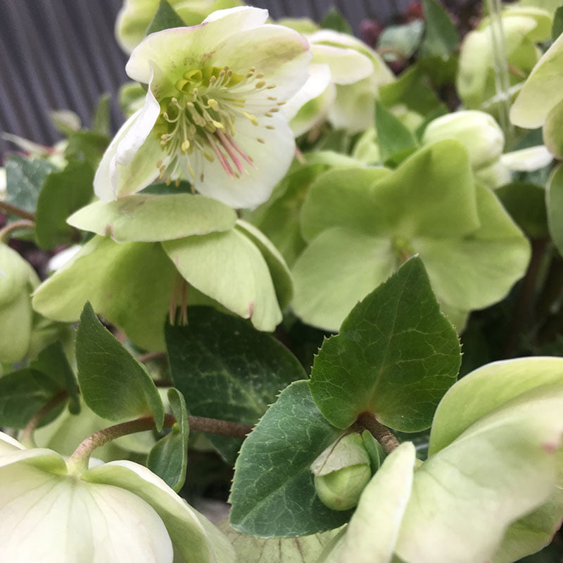 Molly's White Lenten Rose (Helleborus)， Bare Root Starter Perennial Plant (1-Pack)