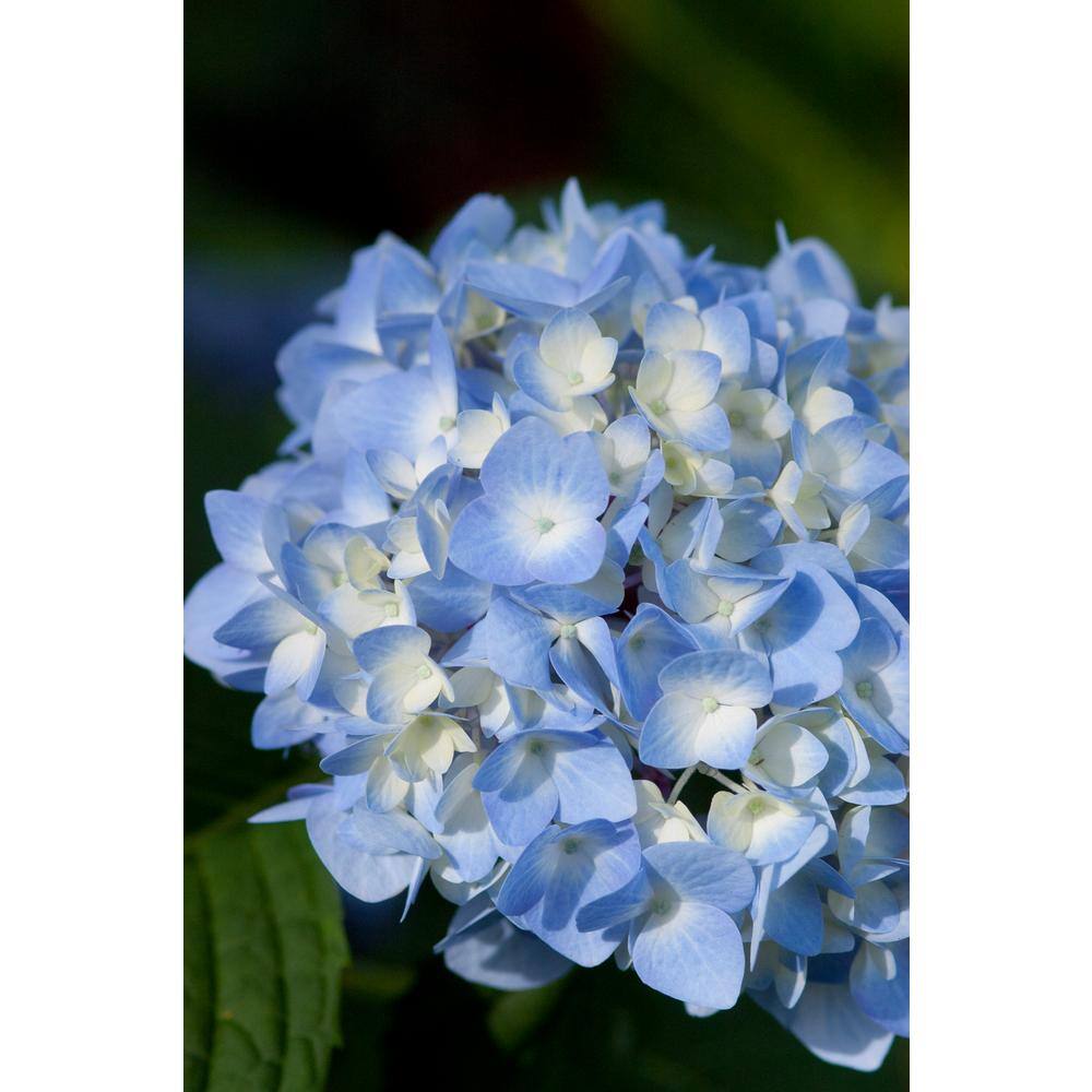 Endless Summer 3 Gal. The Original Reblooming Hydrangea Flowering Shrub with Pink or Blue Flowers HYDGA3ESO1PK
