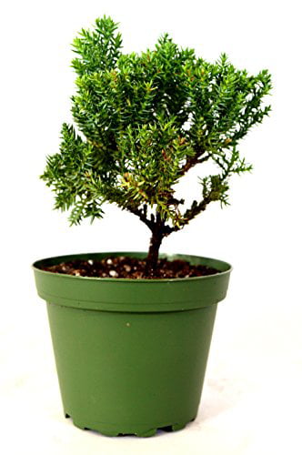 Juniper Procumbens Nana ~Bonsai Starter Plant~