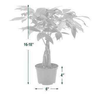 Arcadia Garden Products 6 in. Money Tree Plant Green Plastic Grower Pot LV64