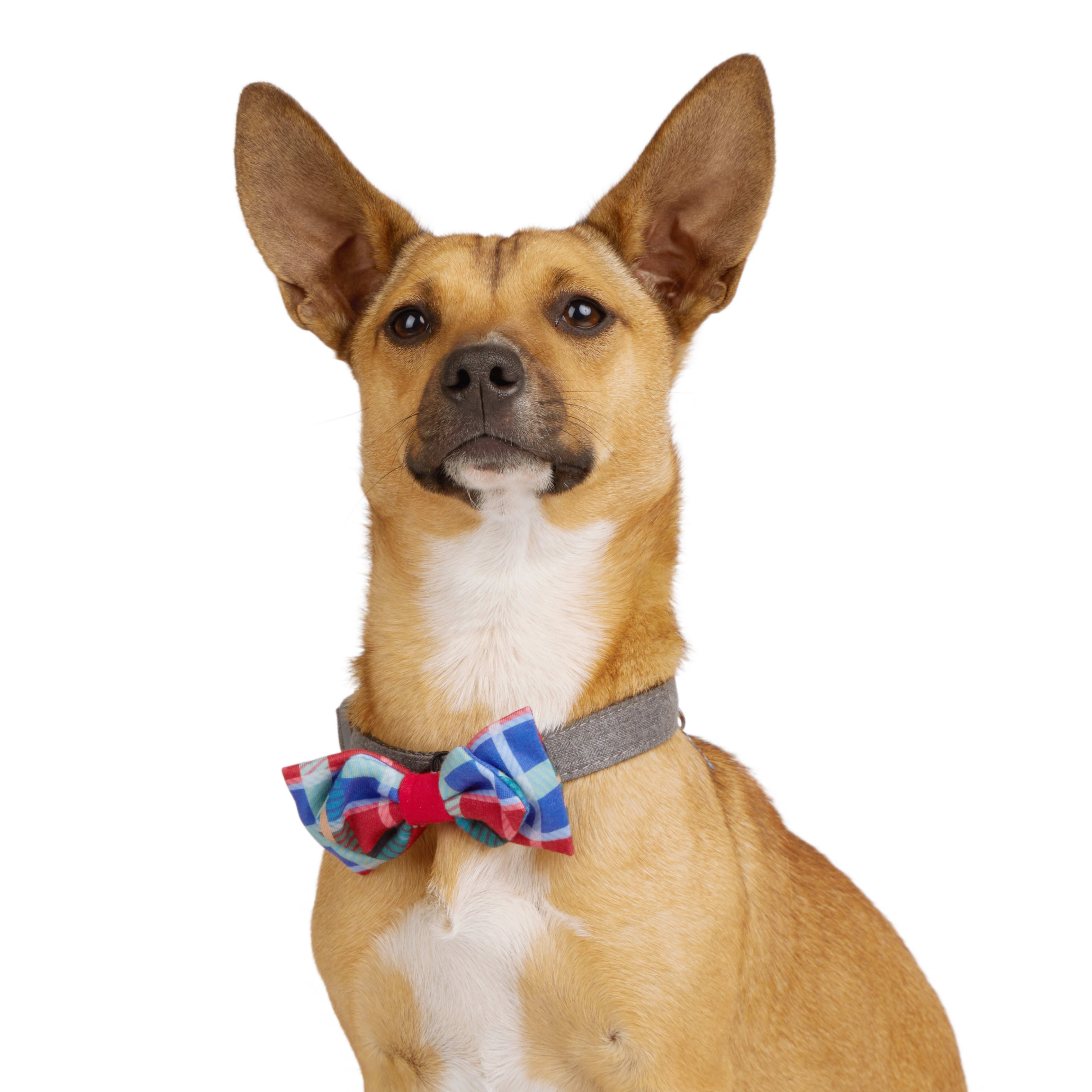 YOULY Bowtie 2-pack for Dogs