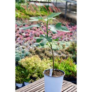 Wekiva Foliage Olympian Fig Tree - Live Plant in a 4 in. Pot - Ficus Carica 'Olympian' - Edible Fruit Tree for The Patio and Garden XY-CEDV-FYQ5