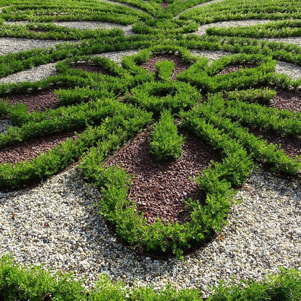 BETTER BOXWOOD 1 Gal. Renaissance Boxwood Shrub 18190