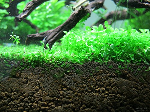 Potted Monte Carlo (Micranthemum) - Easy Carpet Aquarium Plant by West Coast Aquatics