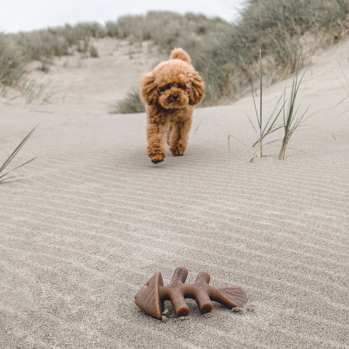 Benebone Fishbone Dog Chew Toy