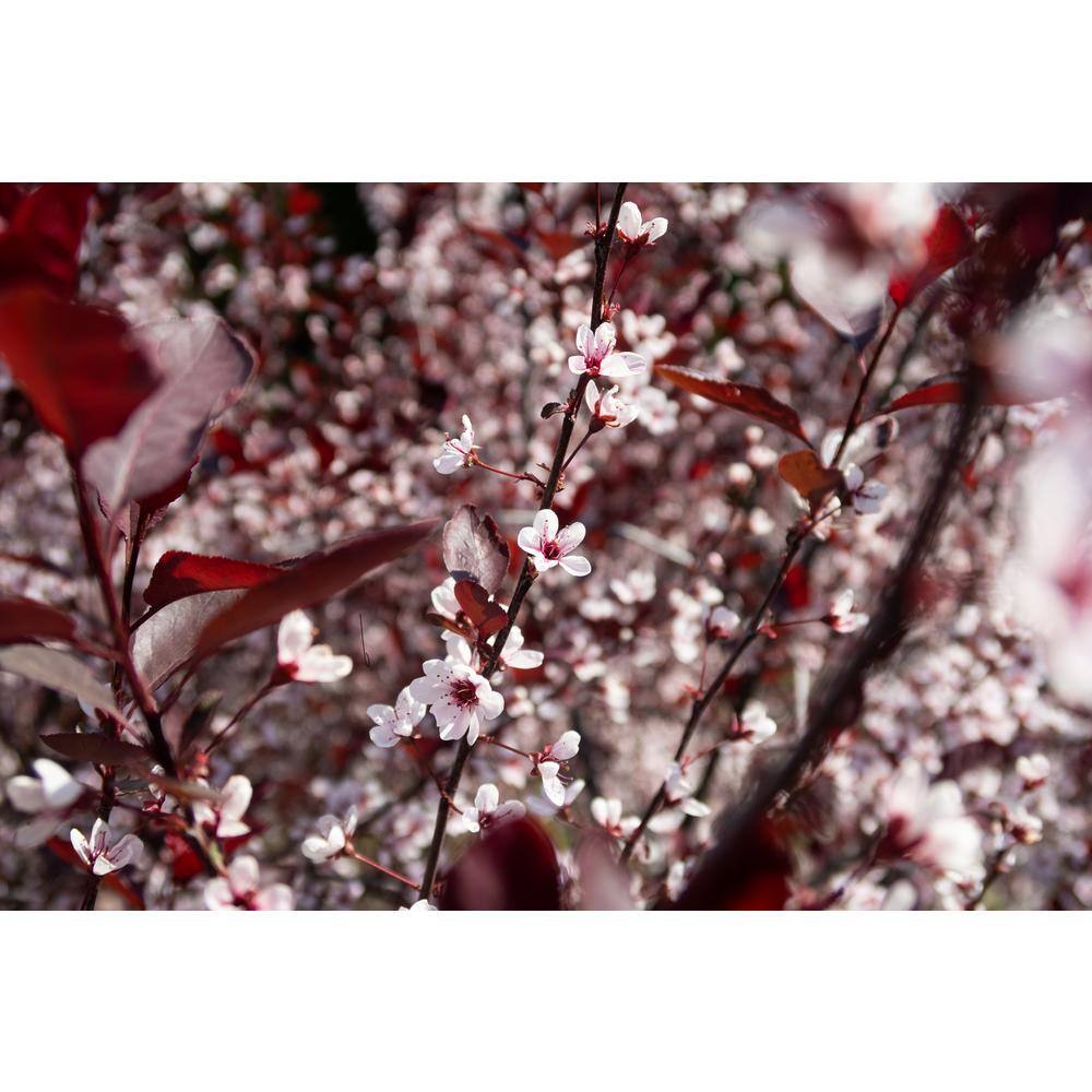 BELL NURSERY 3 Gal. Purple-Leaf Sand Cherry (Prunus x cisterna) Live Shrub with White Flowers PRNUS3CIS1PK