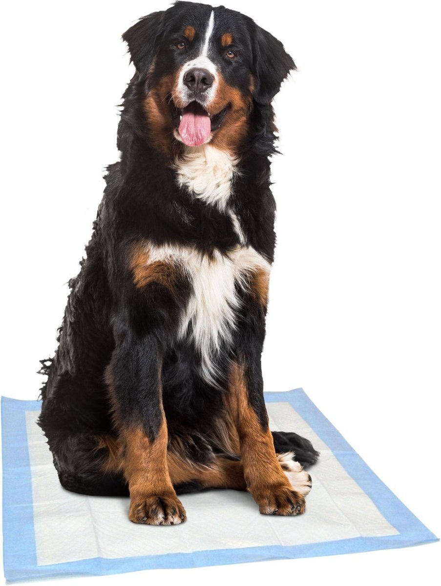 Dr. Pol 28x30-in Fresh Scent Dog Training Pad