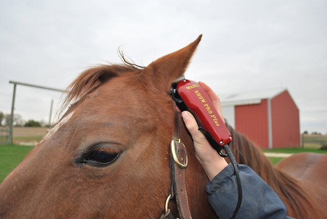 Wahl Show Pro Plus Horse Clipper Kit