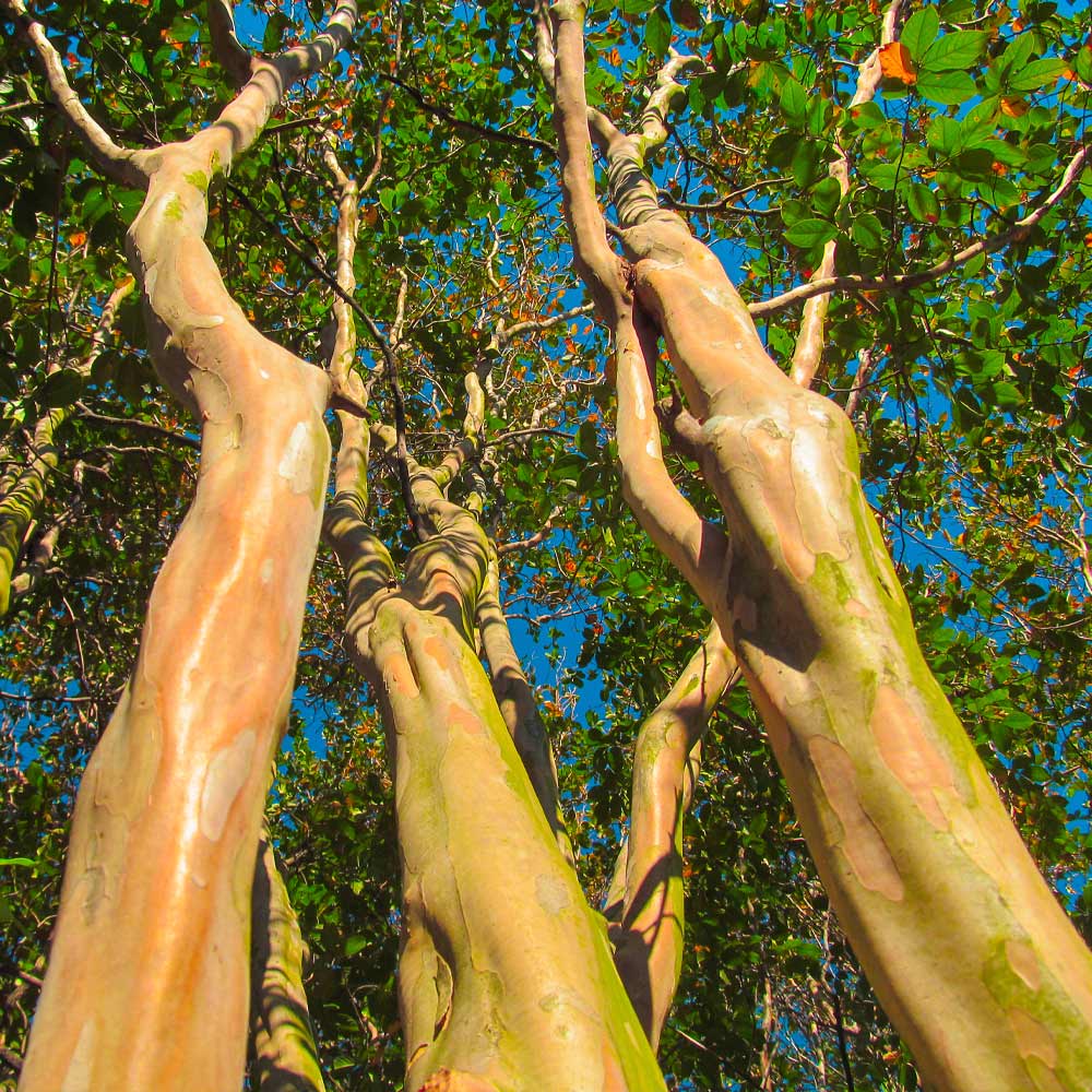 Muskogee Crape Myrtle Tree